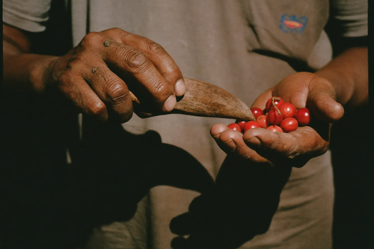 Mãos calejadas de um produtor segurando um punhado de cerejas recém-colhidas.