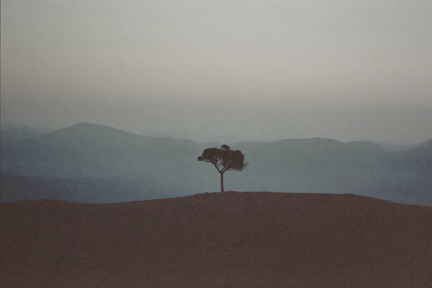 Um pé de café isolado na crista da montanha contra o céu do amanhecer.